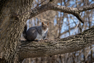 Squirrel in winter tree