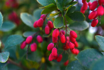 Obraz premium Red barberry berries on a green bush. Red oblong berries.