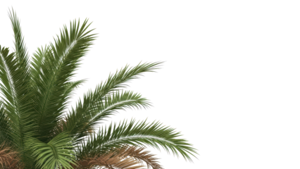 Palm Fronds Isolated on White, Tropical Plant, Summer Concept, Copy Space