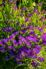 Fototapeta premium A beautiful display of purple wildflowers thriving in a sunny garden full of greenery