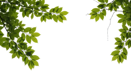 Green Leaves on White Background, Leafy Branch Border, Nature Concept