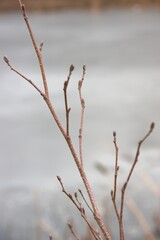 Gałązka © Krzysztof