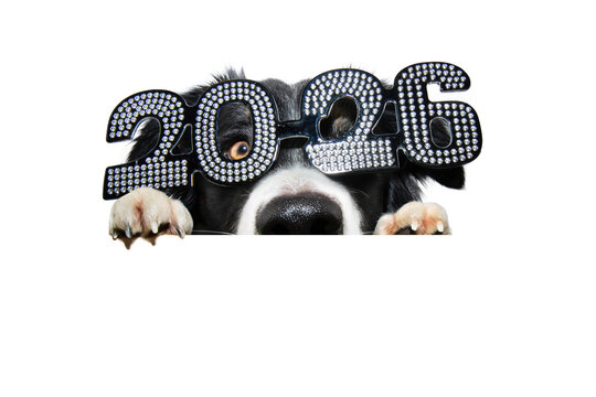 Banner 2026. Curious close-up border collie puppy dog peeking over a blank and celerbating new year's eve. Isolated on white background