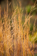 Golden grasses create a calming scene, softly dancing in the sunlight, showcasing nature's beauty