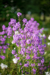 Vibrant purple and white flowers sway gently in the warm sunlight, creating a peaceful garden scene