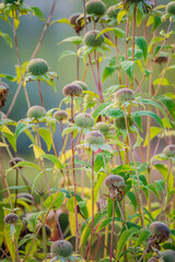 Lush plants feature round green buds, swaying gently in a soft breeze during the late afternoon