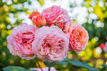 Soft petals of pink roses catch the sunlight in a lush garden setting, showcasing nature's beauty