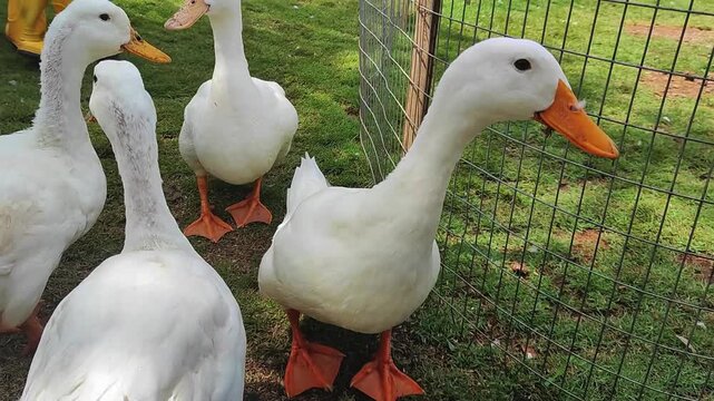 Close-up video of white ducks standing on green grass near a fence, bright daylight, natural farm environment, calm and friendly behavior, rural animal life and outdoor countryside scene.