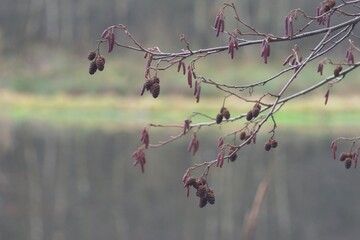 Gałązka © Krzysztof