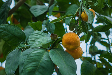 Ripening citrus fruits catch sunlight among fresh green foliage, showcasing nature's beauty