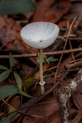 Brazilian Mushroom
This plant is very comon in brazilian savannah.