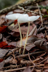 Brazilian Mushroom
This plant is very comon in brazilian savannah.