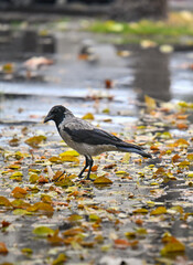 Fototapeta premium A bird is walking on the ground in the rain