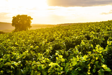 Fototapeta premium Vineyard at sunset. France