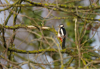 A great spotted woodpecker on a branch looking to the left, woodpecker on a tree with lichen, the woodpecker's head feathers shine in the sun, bark covered in moss and lichen, Dendrocopos