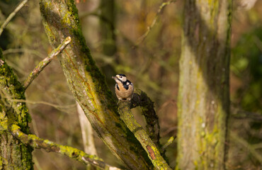 A great spotted woodpecker on a branch looks curiously into the camera, woodpecker on a branch in the sunshine, the woodpecker's feathers glisten in the sun, moss and lichen, Dendrocopos