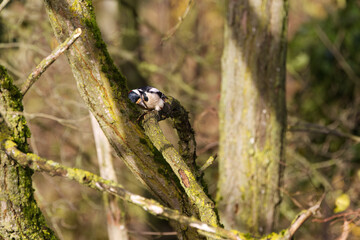 A great spotted woodpecker on a branch searches for food, woodpecker on branch searches the bark for food, the woodpecker's head feathers shine in the sun, bark covered in moss and lichen, Dendrocopos