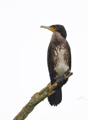Beautiful cormorant with turquoise eyes on a branch, grey and white background of a rainy day, cormorant upright, cormorant vertical, large dark bird, Phalacrocoracidae