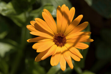 Pot marigold in German garden