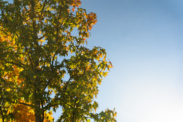 Tree with green and yellow leaves is shown in sunlight against a clear blue sky. Suitable for nature, environment, and seasonal concepts in visual projects.