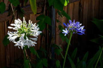White and Blue Agapanthus flowers © Tara