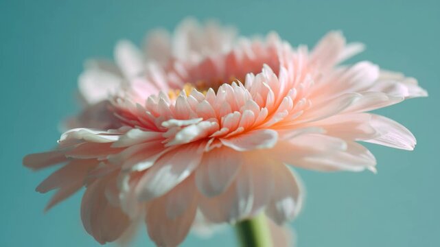 red dahlia flower, pink daisy