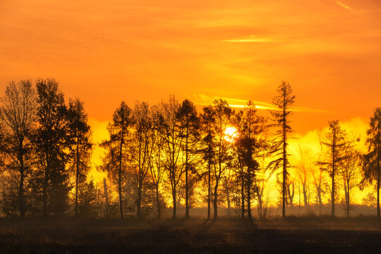Golden sunrise over a foggy field with silhouettes of trees in the distance, natural wallpaper or background with a tree motif