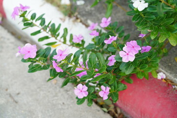Vibrant Pink Flowers Blooming Amidst Green Leaves in Urban Landscape, Showcasing Nature's Beauty and Resilience in City Environments