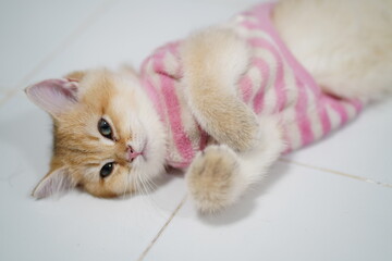 Cute Cat in Pink Striped Sweater Relaxing on Floor with Soft Expression and Playful Attitude, Ideal for Animal Lovers and Pet Enthusiasts