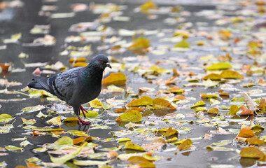 A pigeon is walking on a pond with leaves on the ground