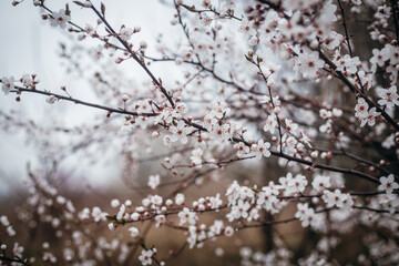 White spring blossoms on tree branches in natural daylight. Fresh seasonal floral background with soft, delicate petals.