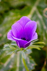 Purple Anemone Flower in Soft Green Background