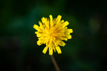 Obraz premium Yellow Dandelion Flower Isolated on Dark Background