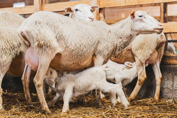 Lamb drinking milk on sheep ewe in a barn in quebec canada
