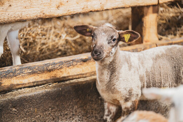 Cute lamb in a farm with other sheep and lambs in quebec canada