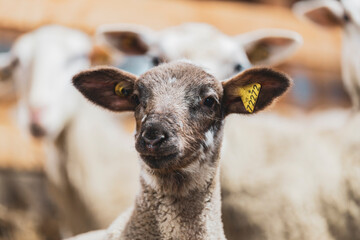 Cute lamb in a farm with other sheep and lambs in quebec canada