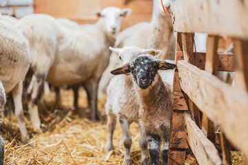 Cute lamb in a farm with other sheep and lambs in quebec canada