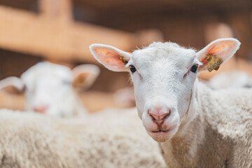 White sheep in a barn