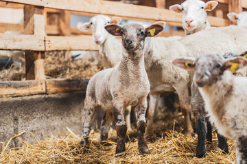 Cute lamb in a farm with other sheep and lambs in quebec canada