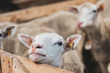 White sheep in a barn