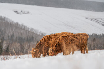Brown Highland cow outside in snowy winter pasture in Quebec Canada