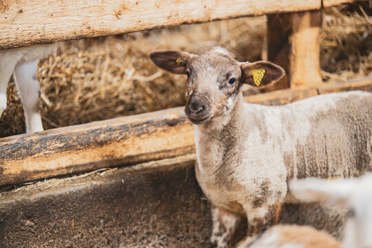 Cute lamb in a farm with other sheep and lambs in quebec canada