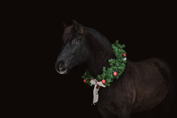 Black horse wearing christmas ornament for christmas holidays