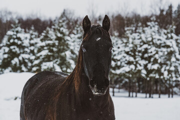 Black horse outside in winter in quebec canada