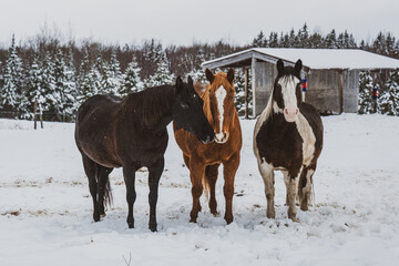 Group of three horses standing outside in the snow in winter in quebec canada