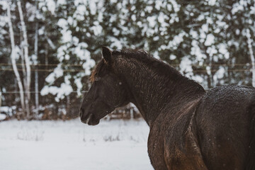 Black horse outside in winter in quebec canada
