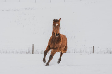 Bay foal running in a pasture in winter in quebec canada