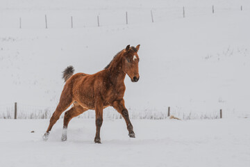 Bay foal running in a pasture in winter in quebec canada