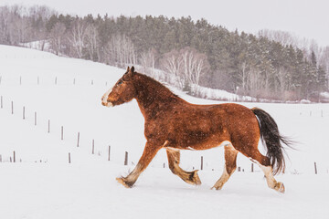 Clydesdale horse running in a winter pasture in snow in quebec canada