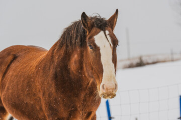 Close up on a clydesdale horse outside in winter pasture in quebec canada